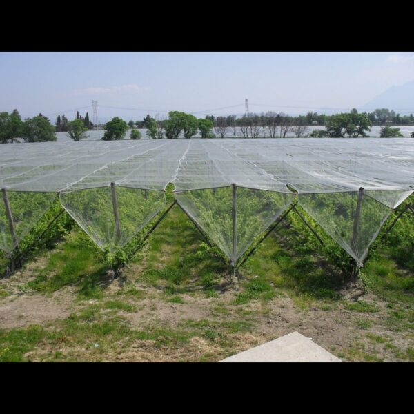 ANTI HAIL NETS 6m width x 6m length